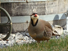 A chukar found on an Edmonton front lawn on Tuesday April 30, 2019.