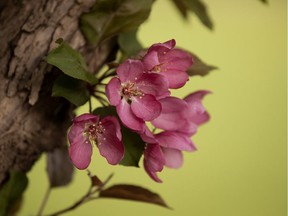 Tree blossoms in George F. Hustler Memorial Plaza, near 98A Avenue and 95 street, in Edmonton Friday May 24, 2019.