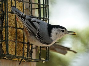 A White-breasted Nuthatch feeds at Hawrelak Park in Edmonton on Monday May 6, 2019.