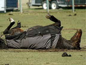 A horse at the Wihitemud Equine Centre in Edmonton basks in the sunshine on April 29.