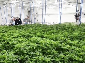 Cannabis plants grow in a vegetation room at the Sundial Growers cannabis production facility in Olds on Wednesday March 27, 2019.