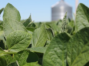 Soybeans on a farm in Illinois.