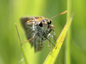The Nature Conservancy of Canada is trying to save the poweshiek skipperling butterfly from extinction. Recent estimates are fewer than 100 of these butterflies still exist in Canada. File photo.