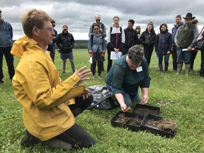 Kristine Nichols (centre), a soil scientist with education non-profit No-till on the Plains, and Dick Puurveen, research coordinator at the University of Alberta's Breton Plots, digs into some soil samples at a Field Day on Thursday, June 20, 2019. (Postmedia-Lisa Johnson)