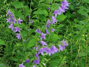 Creeping bellflower is a nuisance, but Gerald Filipski recommends patience when dealing with the garden intruder.