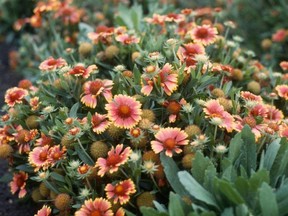 Under the right conditions, Gaillardia can bloom for three to four months.