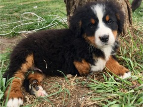 An Edmonton-area dog breeder has been taking special care of an 11-week-old Bernese Mountain puppy since it was born with three legs. The puppy, named Thor, has since been adopted by a St. Albert family.