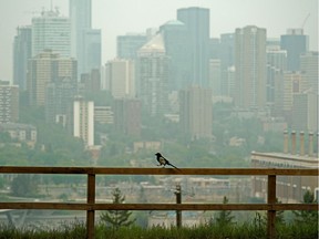 A bird's eye view of the smoky downtown Edmonton city skyline on Friday May 31, 2019. Smoke from forest fires in northern Alberta continue to cover most of the province. Due to dry conditions the City of Edmonton has also issued a fire ban in the city.