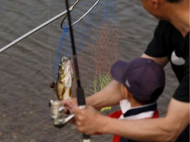 Edmontonian Wayne Wang catches a walleye with his son George, 4, and wife Hui at his side as a wildfire evacuation alert continues in the town of Slave Lake, on Saturday, June 1, 2019. The family came to town to fish from the city.