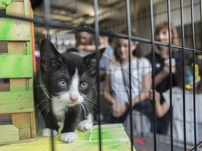 Kittens from Little Cats Lost entertained the festival patrons. The Edmonton Cat Fest is Alberta's biggest and donates 100% of proceeds to cat rescues at MacEwan Robbins Health Centre on June 1, 2019.
