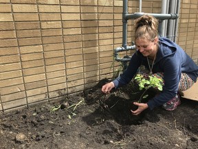 Tammy Robinson says it's good to "tickle," or shake up the roots of a Saskatoon berry tree, before she plants it at The Edmonton Waldorf School's edible school yard on Sunday, June 9, 2019.