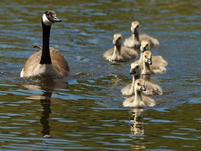 Goslings and their parents look for lunch in the pond at Hermitage Park in Edmonton, on Tuesday, June 11, 2019.