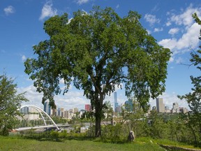 River Lot 11 is a park at the former site of the Queen Elizabeth pool in the Edmonton river valley on June 12, 2019.