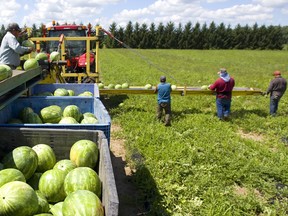 Foreign workers help harvest watermelons on a farm in southern Ontario.