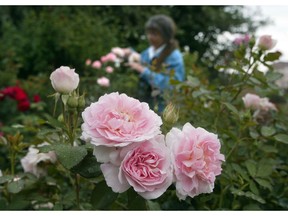 The Morden Blush is a hardy and fragrant option from the parkland rose series.