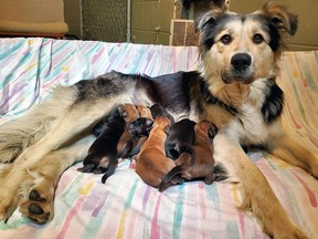 A border collie-husky mix and her nine, week-old puppies are seen in this undated handout photo. A year-old border collie-husky mix and her nine, week-old puppies are doing well after being rescued from a sealed box dumped at a central British Columbia landfill. The BC SPCA says in a news release that a Good Samaritan found the dogs last Wednesday at the landfill in Puntzi Lake, about 150 kilometres west of Williams Lake.