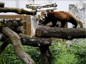 A red panda checks out its new enclosure in Phase 1 of Nature's Wild Backyard at the Edmonton Valley Zoo, in Friday June 21, 2019. Nature's Wild Backyard includes an Urban Farm, red panda habitat, playground, and a new restaurant.