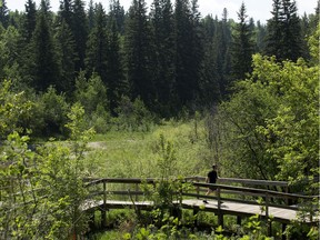 A jogger makes their way through Whitemud Creek Ravine South, in Edmonton Monday June 3, 2019.