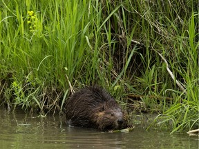 A beaver chews on branches in Edmonton's Rainbow Valley Park Sunday June 9, 2019.