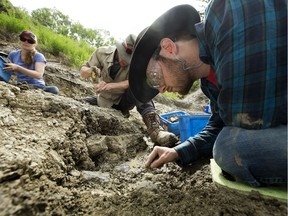 Left to right, summer student Becca Bullock, University of Calgary paleontology student Cameron Reed and Philip J. Currie Dinosaur Museum field assistant Jackson Sweder excavate dinosaur bones at the Pipestone Creek Bonebed, near Wembley, Alberta. Photo by David Bloom