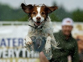 A Brittany Spaniel named "Bailey", owned by Amie and Ian Yelle, dives into a pool of water at the Edmonton Humane Society's "Pets in the Park" fundraiser which was held at Hawrelak Park in Edmonton on Saturday June 22, 2019. (PHOTO BY LARRY WONG/POSTMEDIA)