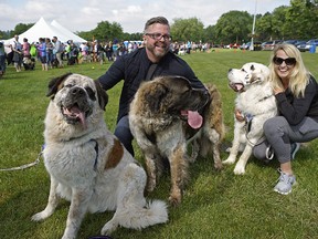 Kirsten and Mike Nyhus pose with their adopted Saint Bernards Gunther, left, Goliath and Gasket. Hundreds of dogs and their humans participated in a fundraiser walk at the Edmonton Humane Society's "Pets in the Park" festival which was held at Hawrelak Park in Edmonton on Saturday June 22, 2019. (PHOTO BY LARRY WONG/POSTMEDIA)