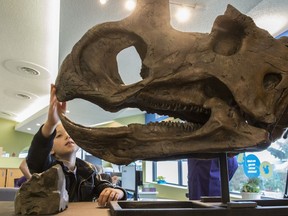 Ella Meuiner has a very close look on Thursday, on June 27, 2019 at the  centrosaurus on loan from the University of Alberta Museums.  The Nature Exchange, is a new gallery at the Telus World of Science. The new interactive space opens to the public on Saturday.