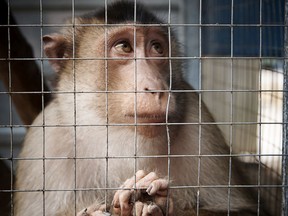 A small sad monkey in a cage.