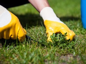 Gerald Filipski suggests removing weeds by hand to prevent them from returning.