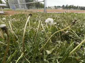 Herbicide treated dandelions are seen during a press conference at Borden Park in Edmonton, Alberta on Friday, June 16, 2017.