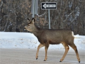 One in a group of mule deer made their way down the road at least in the correct one way direction in Hawrelak Park towards the river in Edmonton, February 15, 2019. File photo.
