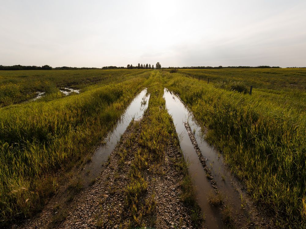 Leduc County declares an agricultural disaster after summer of wet