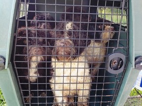 A 57-year-old Edmonton woman is facing multiple animal cruelty charges after officials seized 72 dogs that police said showed signs of severe neglect.