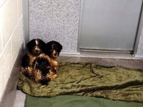 A 57-year-old Edmonton woman is facing multiple animal cruelty charges after officials seized 72 dogs — showing signs of severe neglect — from a northeast Edmonton home, say police. (Supplied photo/EPS)