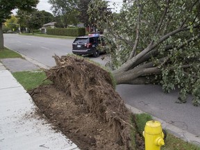 A toppled tree offers a glimpse at shallow, plate-like root systems that run through the subsoil.