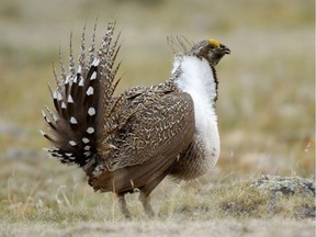 While populations of birds of prey and waterfowl have rebounded, grassland birds are especially at risk of further declines, says the Nature Conservancy of Canada.