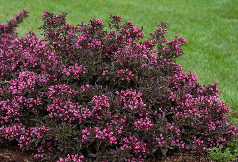 Growing Things Adorn small spaces with lowmaintenance dwarf shrubs