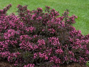 A Weigela shrub adds a pop of colour and is well suited for small spaces.