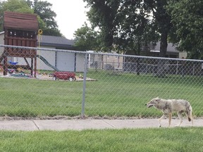 A coyote walks down the sidewalk in Hastings, Neb.on June 12, 2016. Recent studies of coyotes, foxes, and rodents in the province have found a high incidence of infected wild animals in areas across Alberta, including urban off leash dog parks in Calgary. The infection is spread through the feces of coyotes and foxes that have eaten infected rodents and dogs and cats can get the infection through contact and spread it to their human masters.