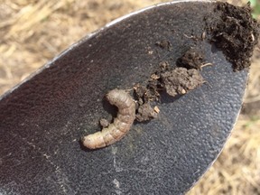 A cutworm is shown after being dug out of a farmer's field. Supplied by Chris Allam.