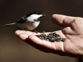 Eugene Sorochan feeds a chickadee from his hand at Hawrelak Park in Edmonton on April 21, 2014.