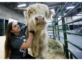 Highland cow Ken is patted by Claire Williams, 15, in the K-Days Cow Cuddling area, in Edmonton Friday July 19, 2019. Photo by David Bloom