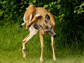 A wild deer scratches an itch at Hawrelak Park in Edmonton on Wednesday July 10, 2019. (PHOTO BY LARRY WONG/POSTMEDIA)