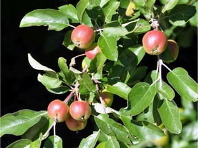 If it soaks into the root system, high-nitrogen fertilizer can prevent apple trees from producing fruit.