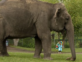 A young girl watches as Asian elephant Lucy walks around the Edmonton Valley Zoo, Tuesday June 25, 2019. Two elephant trainers were with Lucy, but out of frame.