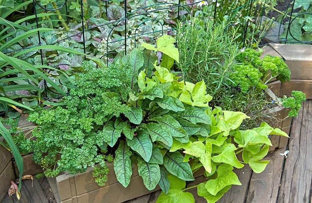 Growing Things Keep balcony plants healthy with lightercoloured pots
