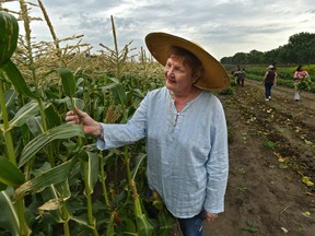 Volunteer Jean Harriman inspects the corn stalks at Lady Flower Gardens which is fundraising to keep its summer internship which supports social agencies' work in the garden to harvest food and support communities like the food bank, in northeast Edmonton, August 15, 2019. Ed Kaiser/Postmedia