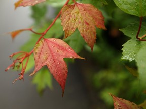 Leaves turn red in preparation for fall on a cold and damp summer day in Edmonton, on Monday, Aug. 19, 2019. Photo by Ian Kucerak/Postmedia