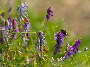 A bumblebee pollinates creeping bellflower plants on Mt Lawn Road east of Wayne Gretzky Drive south of Yellowhead Trail in Edmonton. The plants are categorized as a noxious weed and must be controlled according to the City of Edmonton. in Edmonton, on Thursday, July 4, 2019.