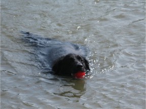 Max swimming at a St. Albert lake. Supplied.